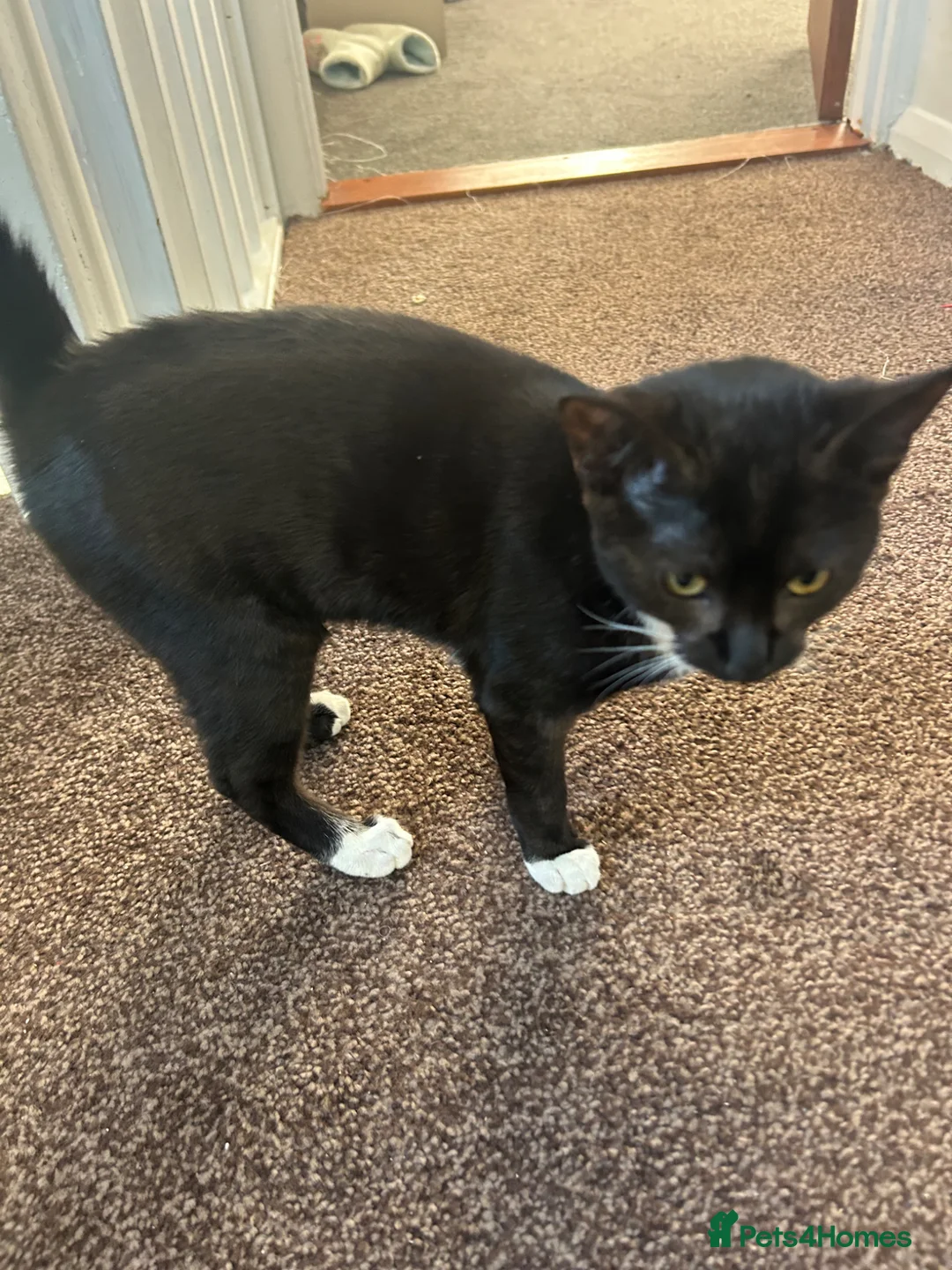 Mixed Breed cats for sale: 6 month old girl kitten - Advert 2