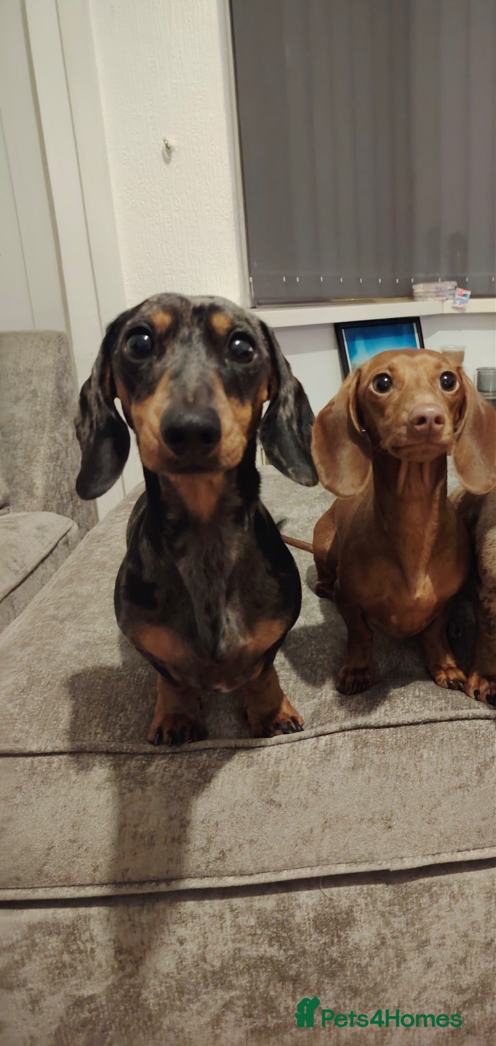Miniature Dachshund dogs Male and female miniature dachshund  - Advert 2
