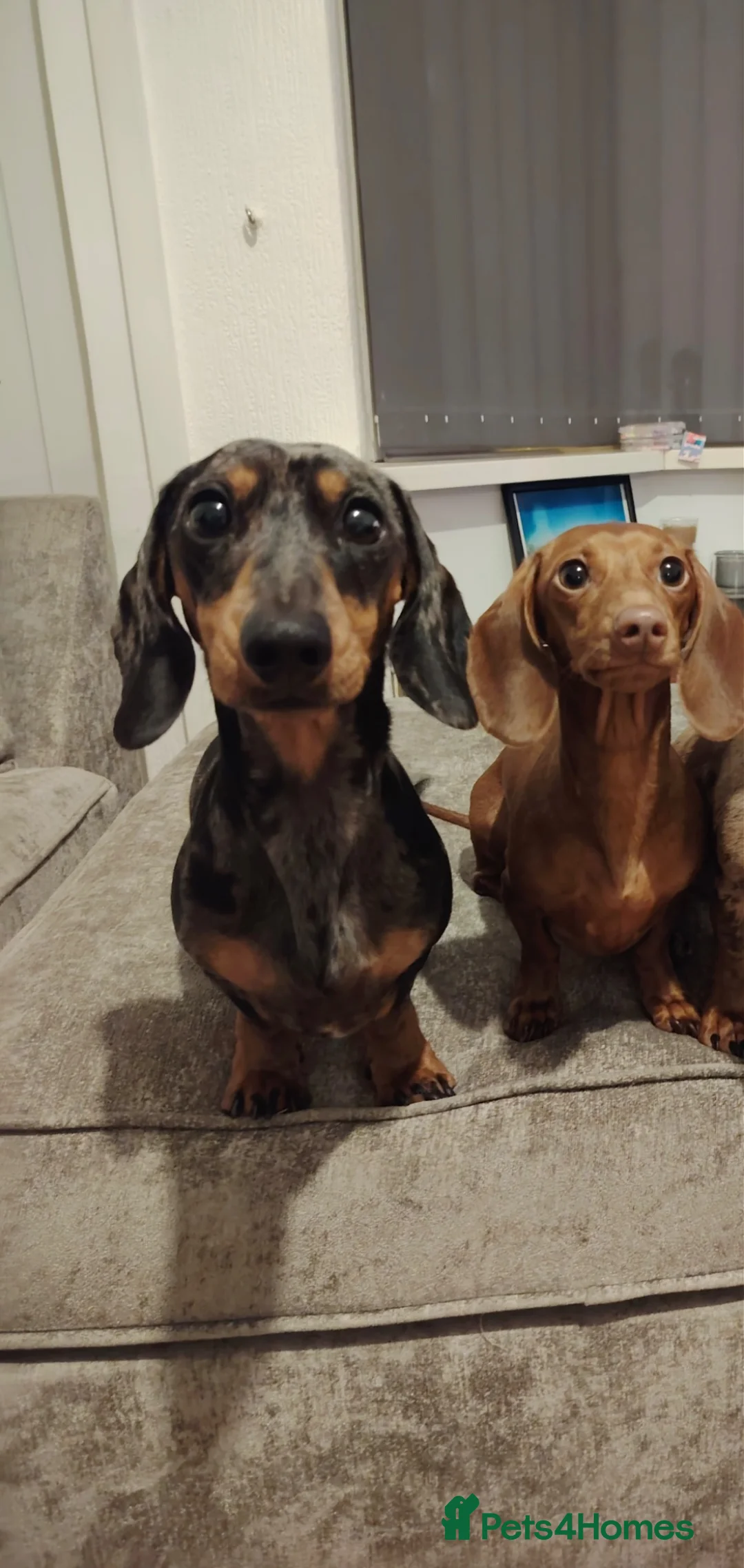 Miniature Dachshund dogs for sale: Male and female miniature dachshund  in Bedworth - Advert 1