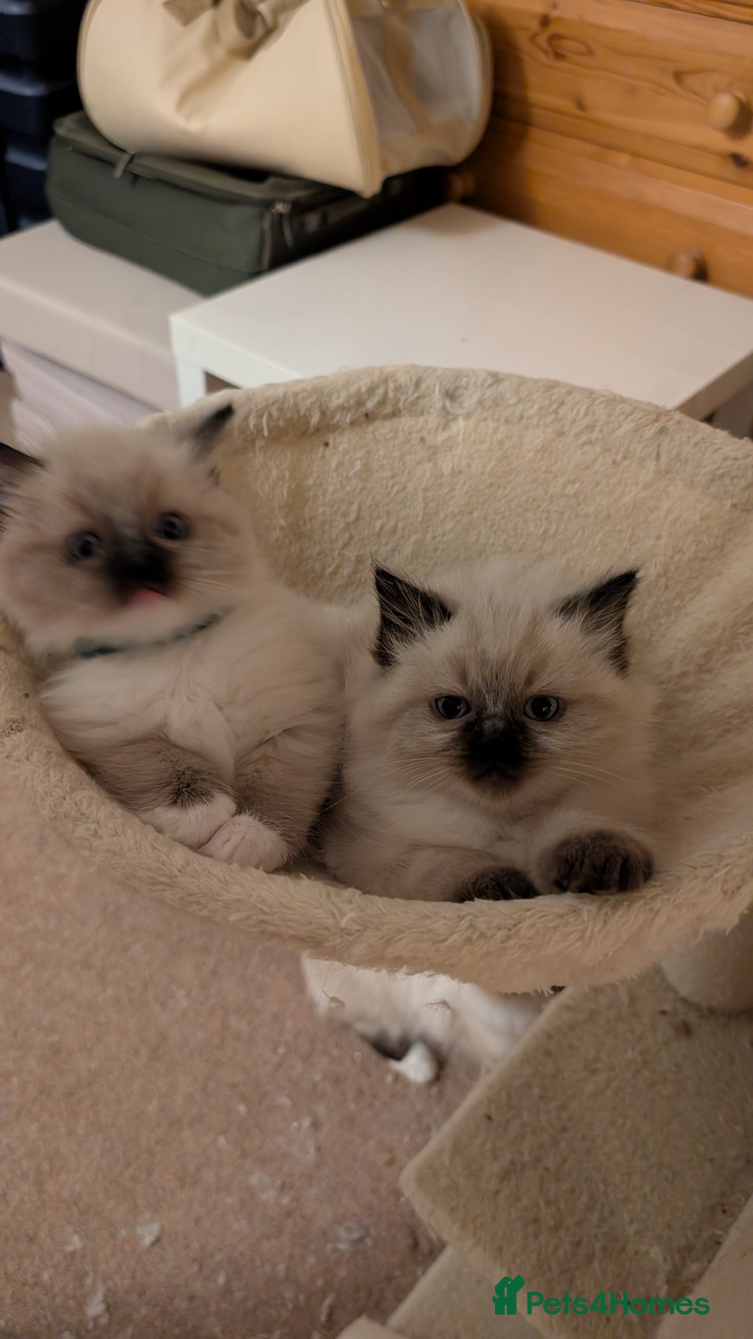 Ragdoll cats for sale: Purebred Ragdoll Kittens - Image 9