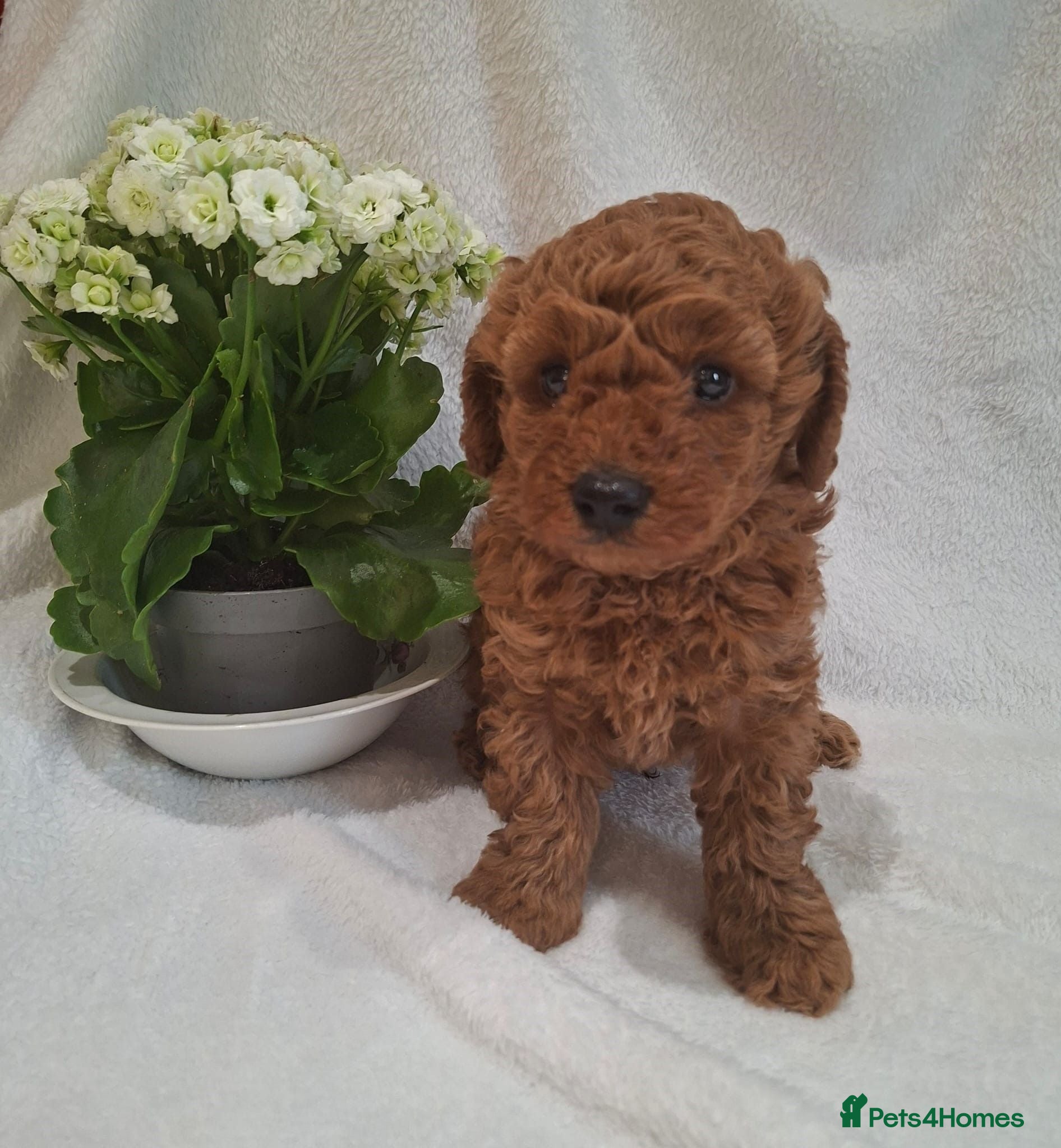 Miniature Poodle dogs Stunning Health Tested KC Reg Red Miniature Poodle - Advert 1