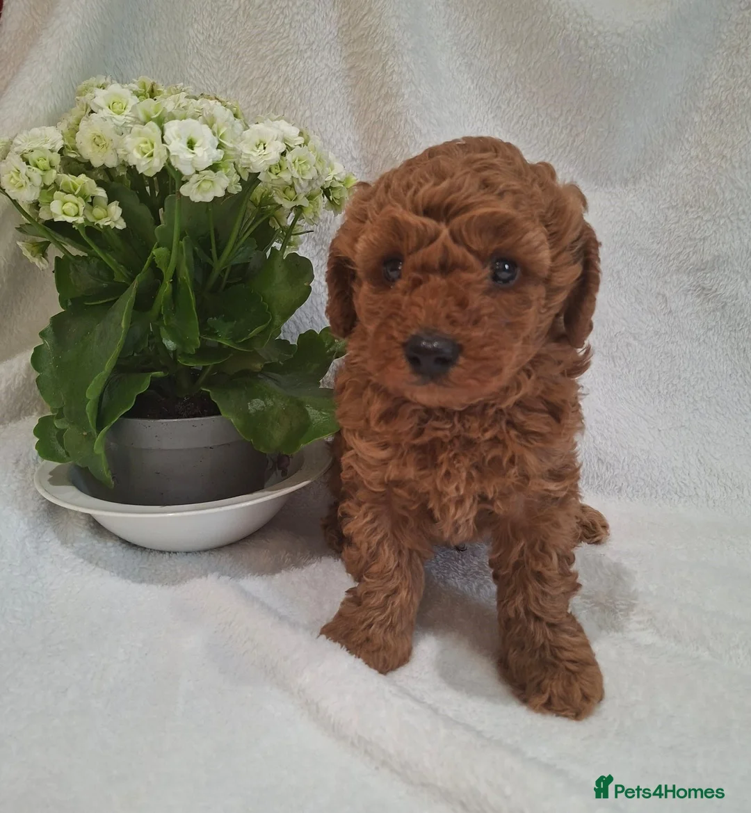 Miniature Poodle dogs for sale: Stunning Health Tested KC Reg Red Miniature Poodle - Advert 1