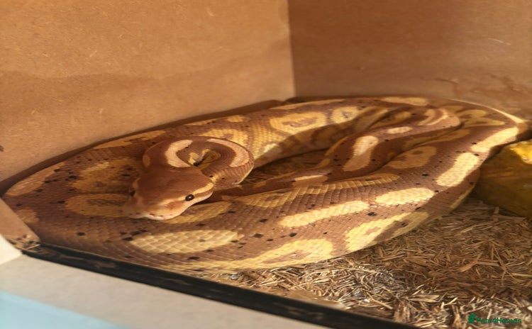 Python Snake reptiles - Advert 2