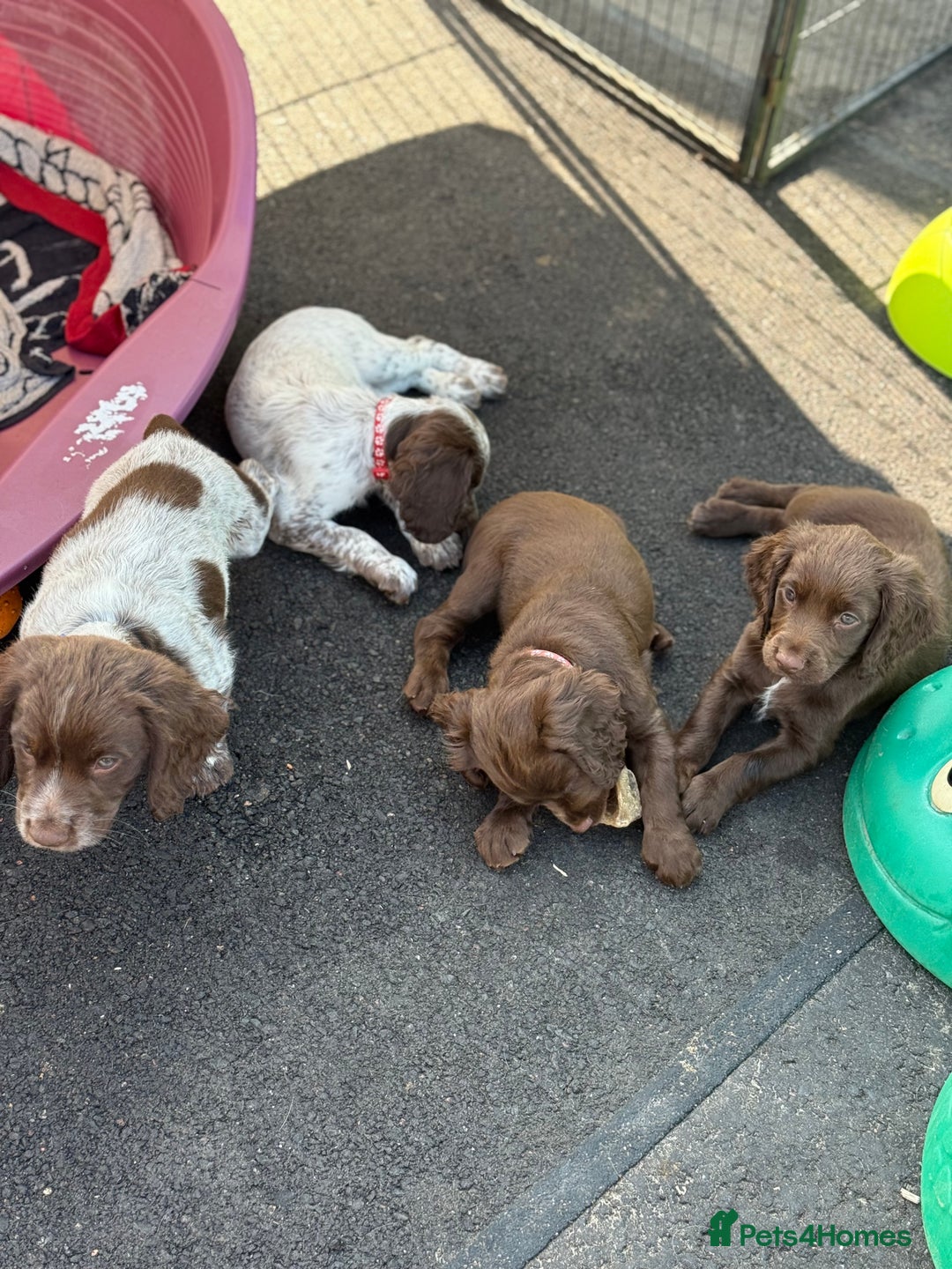 Cocker Spaniel dogs for sale: READY FOR NEW HOMES CAN LEAVE homes health tested  - Image 35