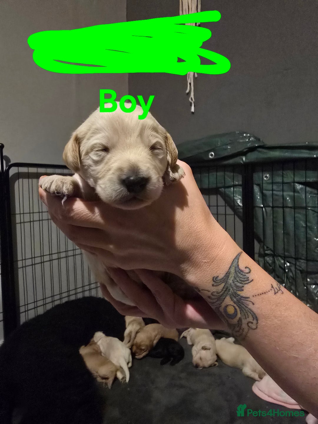 Goldendoodle dogs for sale: Labradoodles puppies - Advert 7