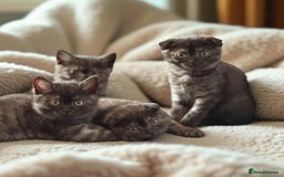 Scottish Fold cats for sale: 4 Pedigree Scottish Fold Kittens Reduced Price - Image 40