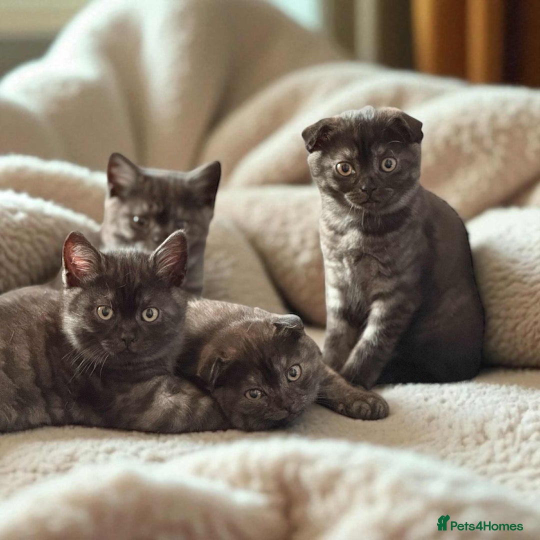 Scottish Fold cats for sale: 4 Pedigree Scottish Fold Kittens Reduced Price - Image 40