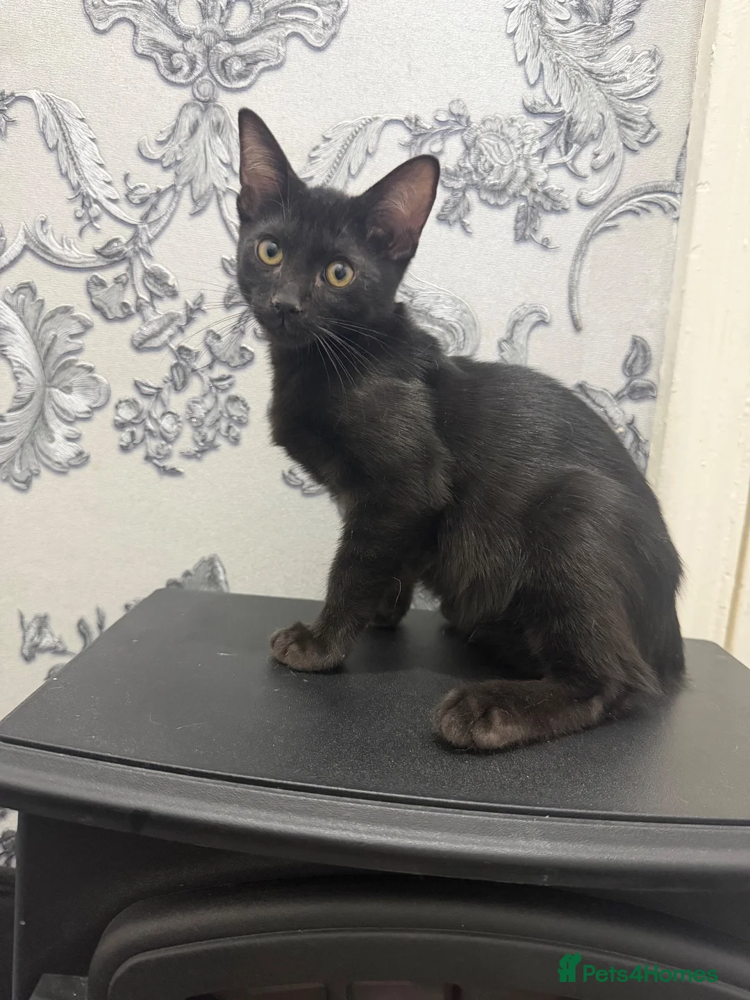 Mixed Breed cats for sale: Savannah cross rag doll kittens - Advert 2