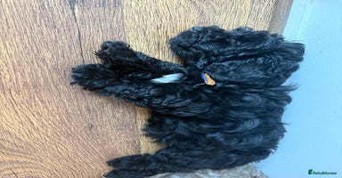 Mixed Breed dogs Beautiful havapoo’s READY TO GO 1 boy left - Advert 13