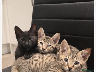 Savannah cats Last female black smoke savanna £450 f3 - Advert 3
