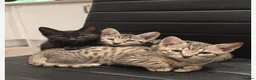Savannah cats for sale: £325 F3 Last savanna female  - Advert 1
