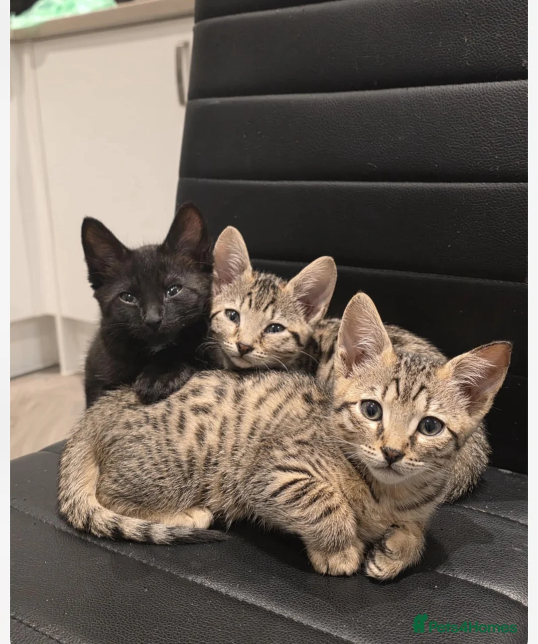 Savannah cats for sale: £325 F3 Last savanna female  - Advert 1