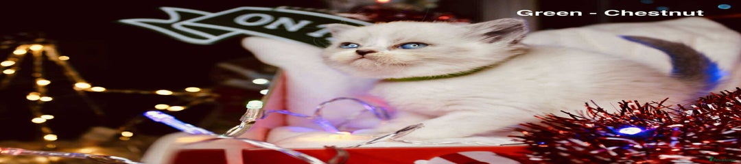 British Shorthair Kitten 4