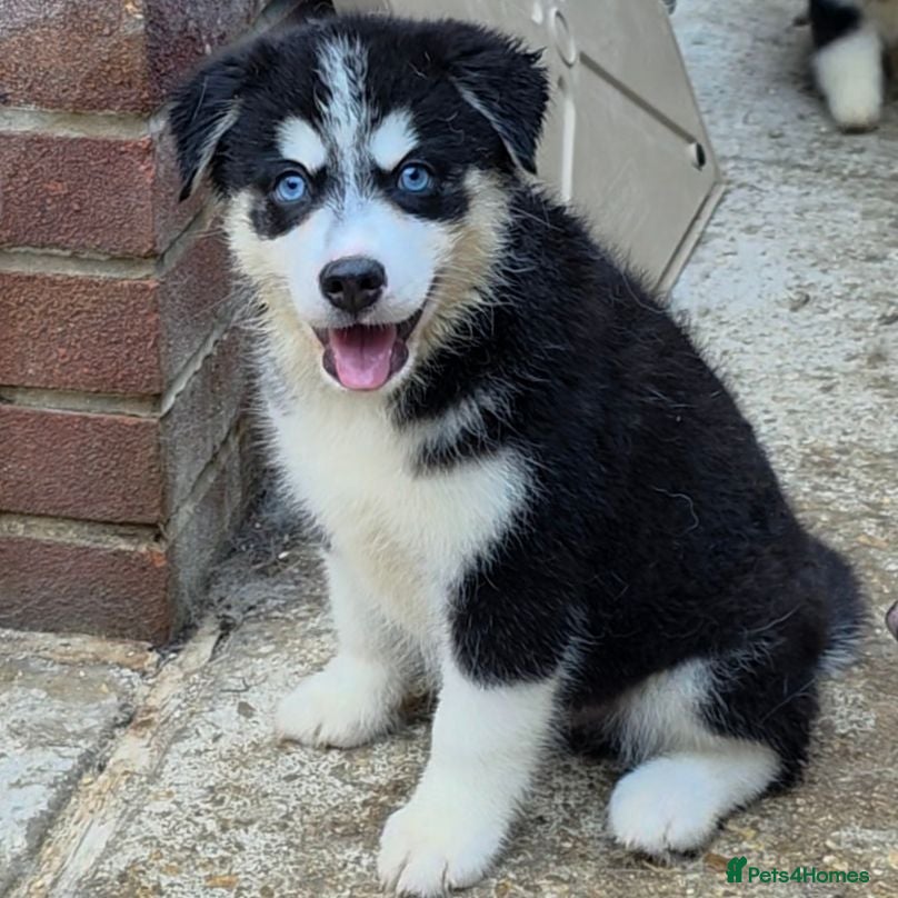 Pomsky dogs Ready Now - F3 Pomsky Puppies - Advert 7