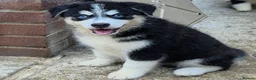 Pomsky dogs for sale: Fully Vaccinated! Ready Now - F3 Pomsky Puppies - Advert 3
