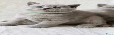 Adorabrits Darwin 