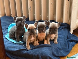 French Bulldog dogs Home Breed French Bulldog - Advert 2