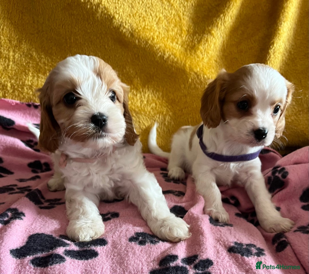Cavapoo dogs for sale: Cavapoo x cavalier King Charles puppies  - Image 6