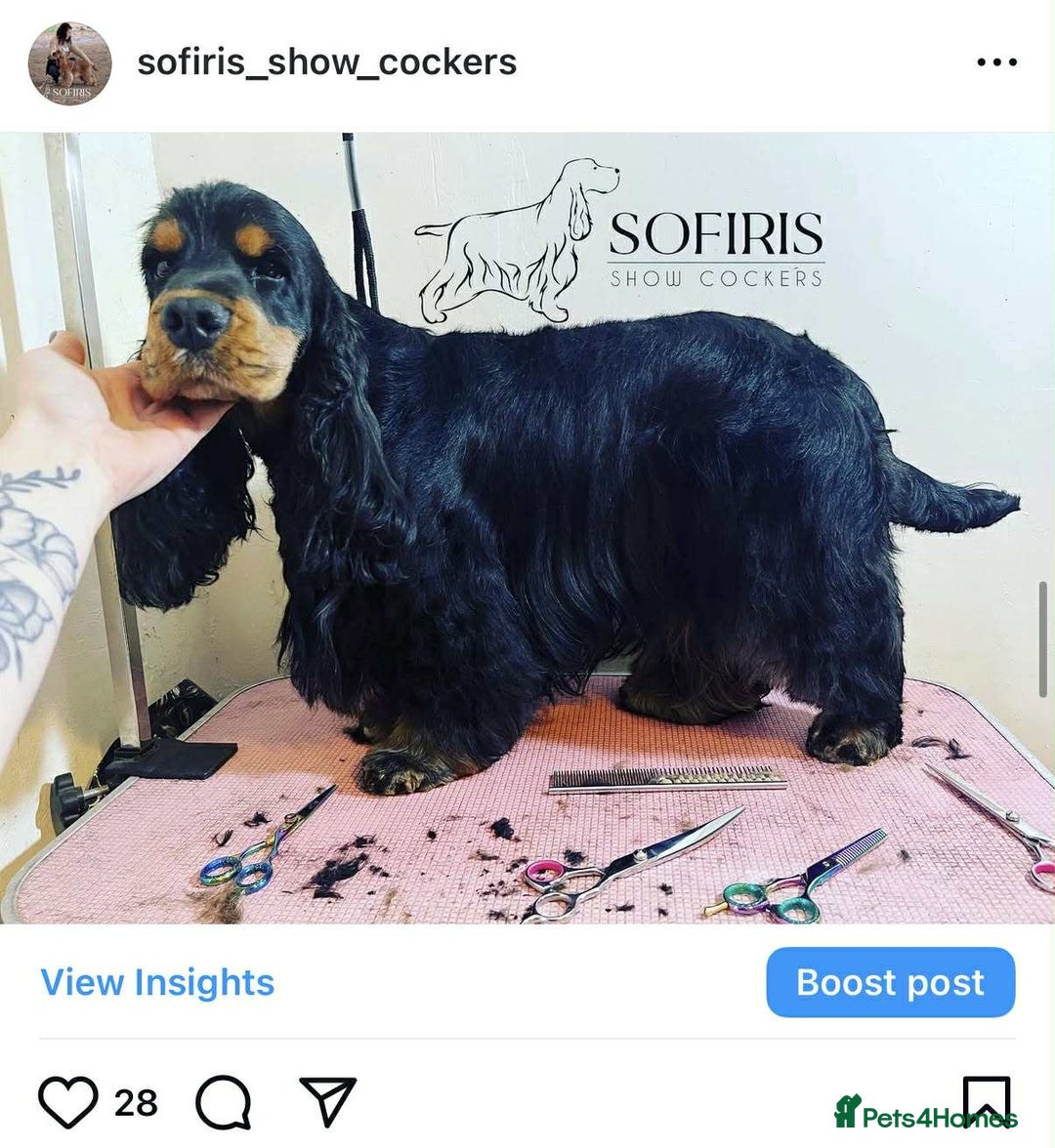 Cocker Spaniel dogs for stud: 100% show import stud - Advert 2