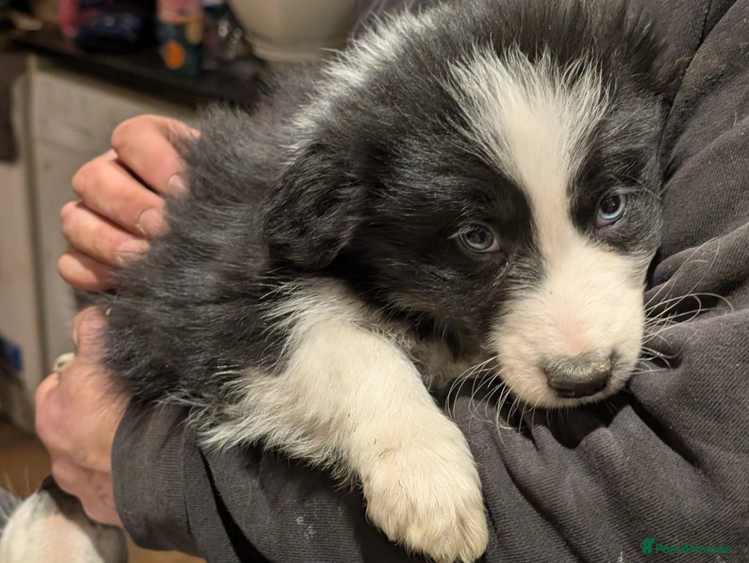 Border Collie dogs for sale: Border collie puppies merl and black/white - Advert 8