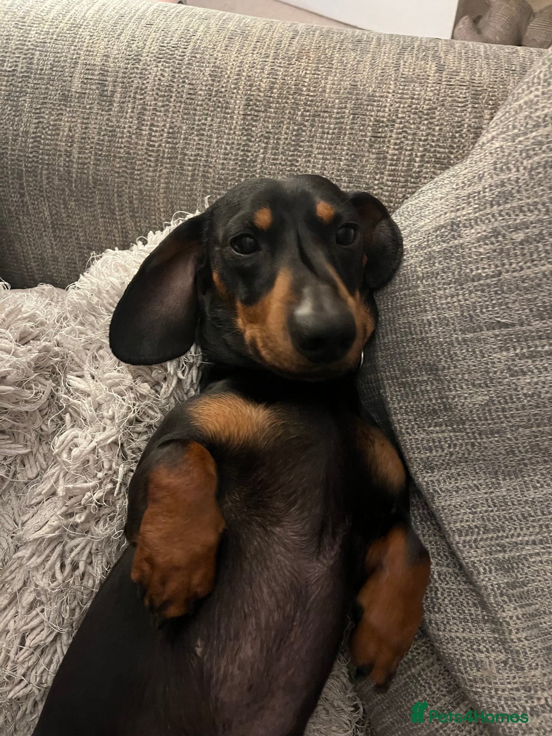 Dachshund dogs for stud: Handsome boy ready to stud  - Advert 9