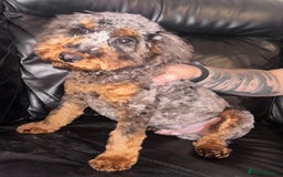 Cockapoo dogs for stud: Merle cockapoo for stud  - Advert 2