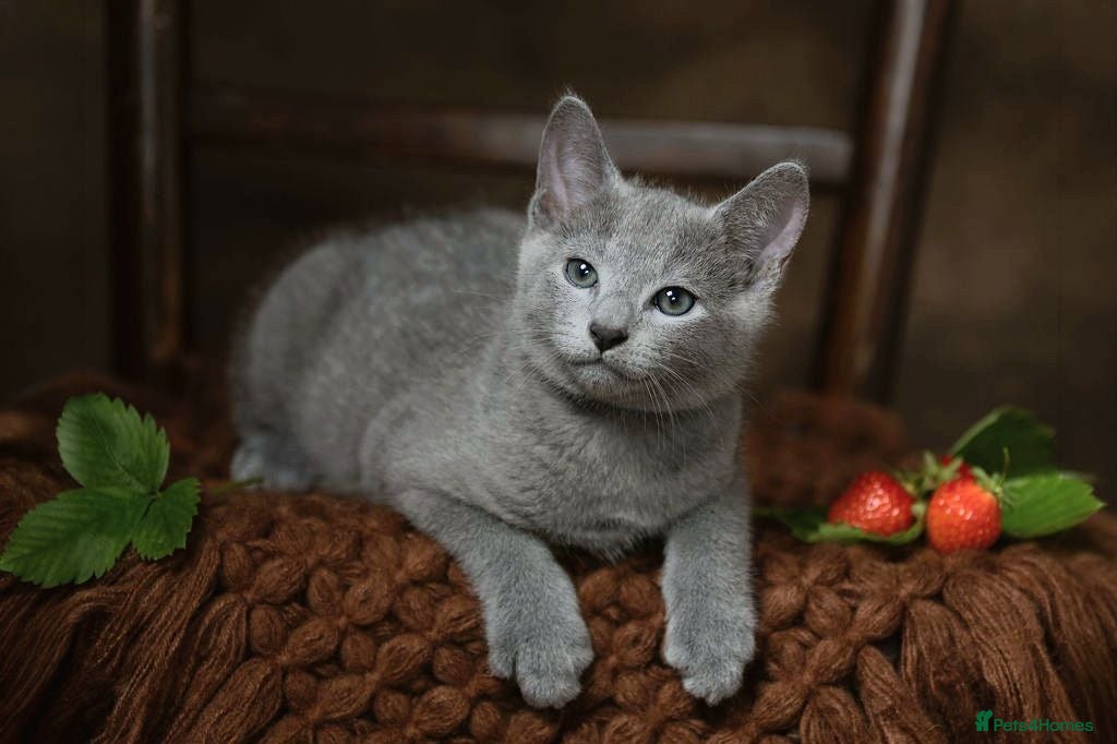 Russian Blue cats TICA Reg Boutique Russian Blue Kittens  - Advert 4