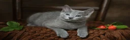 Russian Blue cats for sale: TICA Reg Boutique Russian Blue Kittens  - Advert 1
