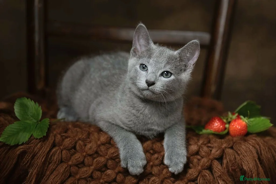Russian Blue cats for sale: TICA Reg Boutique Russian Blue Kittens  - Advert 1