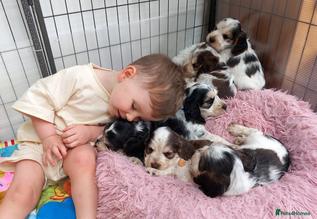 Cocker Spaniel dogs for sale: Stunning Show cocker spaniel puppies Health tested - Image 20