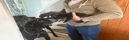 Great Dane dogs for sale: Ready to go! Pedigree blue & black Great Dane Pups - Advert 11