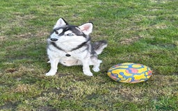 Pomsky dogs for stud: Pomsky F2 for Stud in Rainham - Image 6