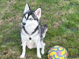 Pomsky dogs in Rainham - Advert 1