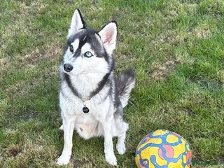 Pomsky dogs Pomsky F2 for Stud in Rainham - Advert 9