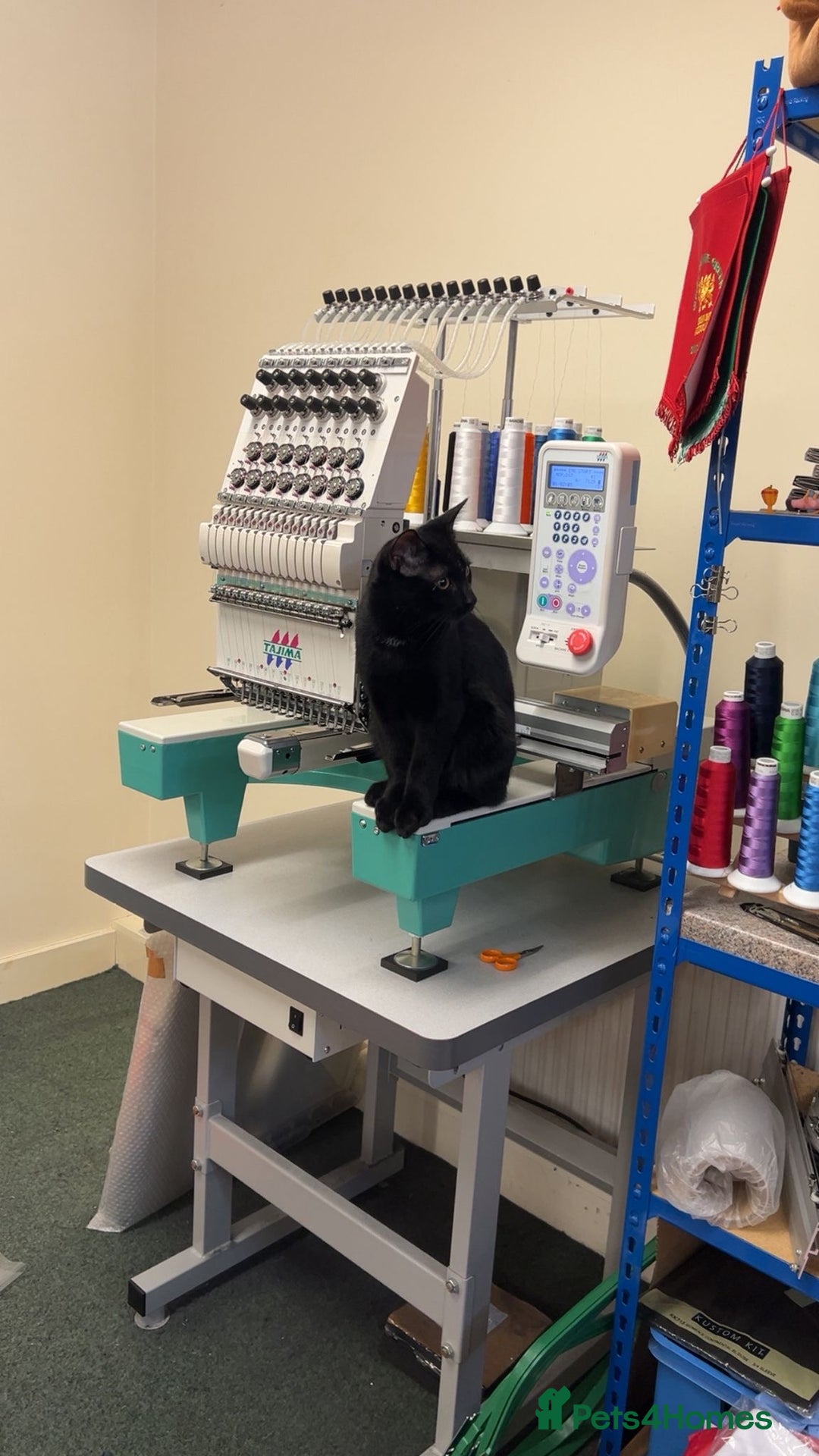 Domestic Shorthair cats for sale: Black kitten for sale  - Image 6