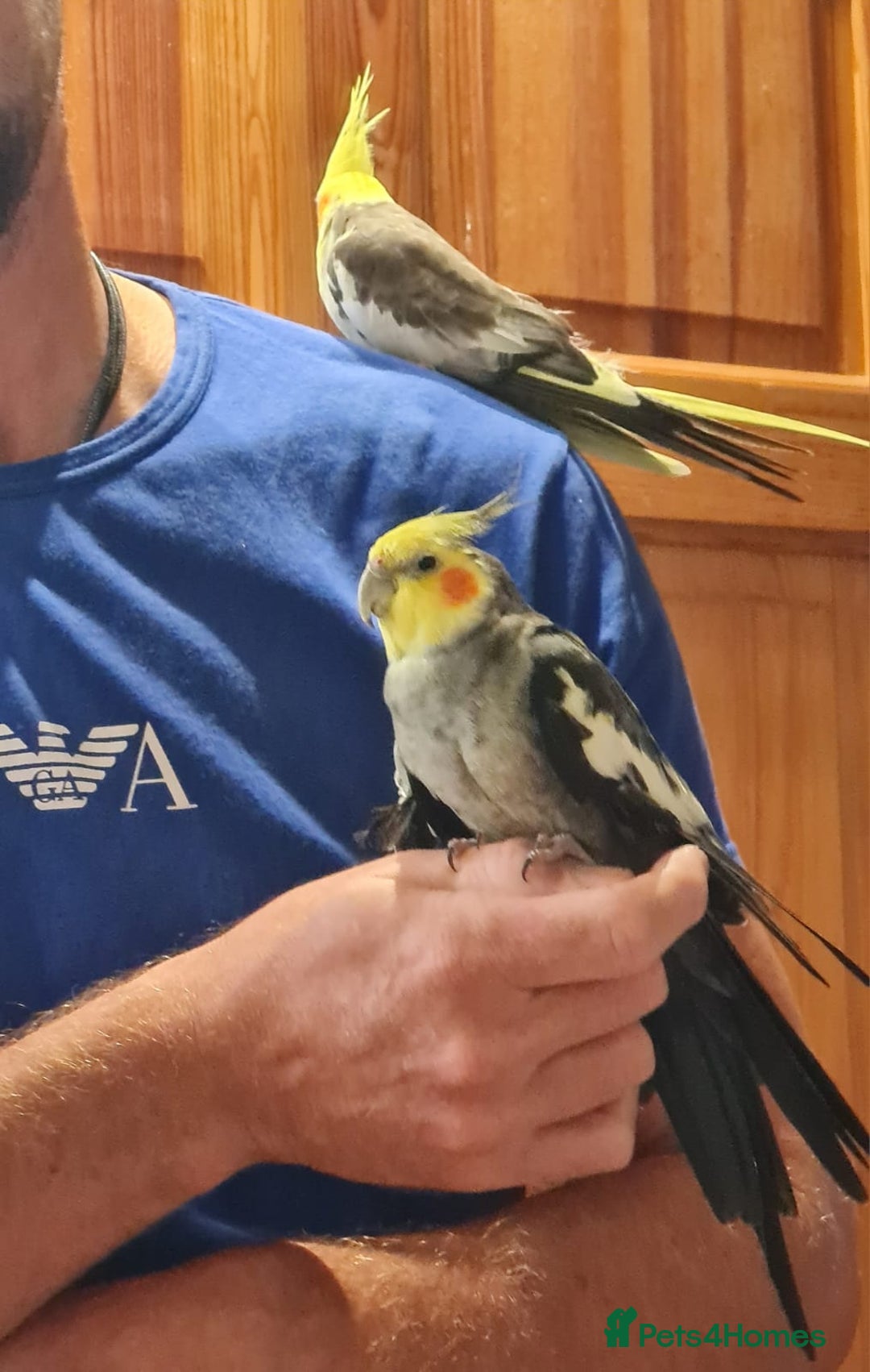 Cockatiels birds for sale: Hand tame cockatiels with cage - Image 10