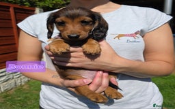 Dachshund dogs for sale: Red long-haired standard dachshund puppies - Image 14