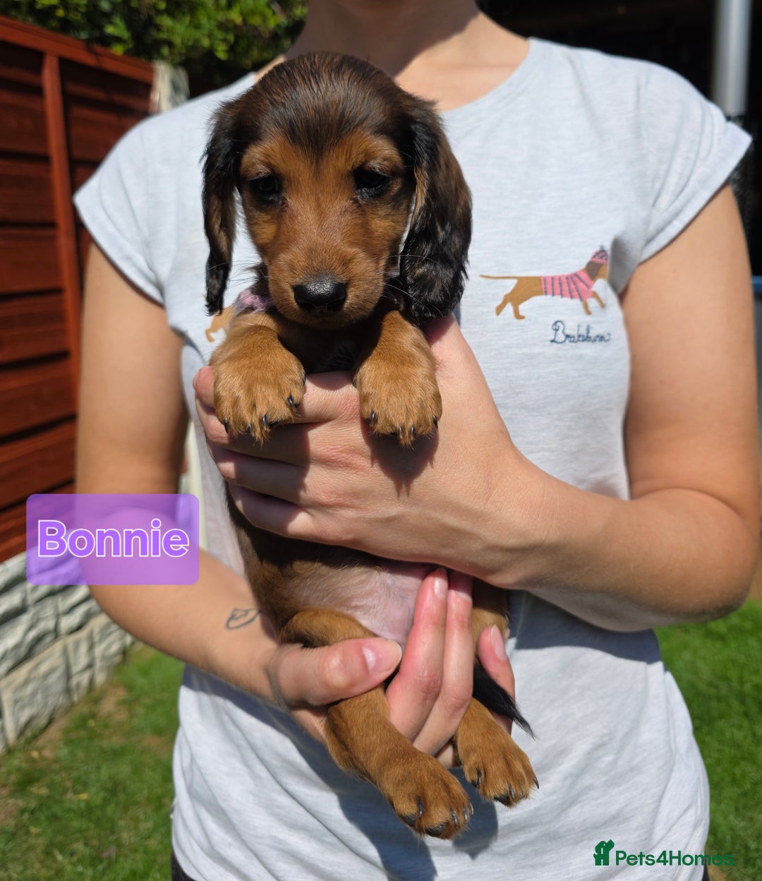 Dachshund dogs for sale: Red long-haired standard dachshund puppies - Image 14
