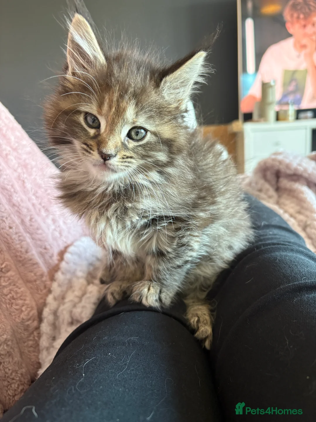 Maine Coon cats for sale: TICA registered Maine coon kittens - Advert 20
