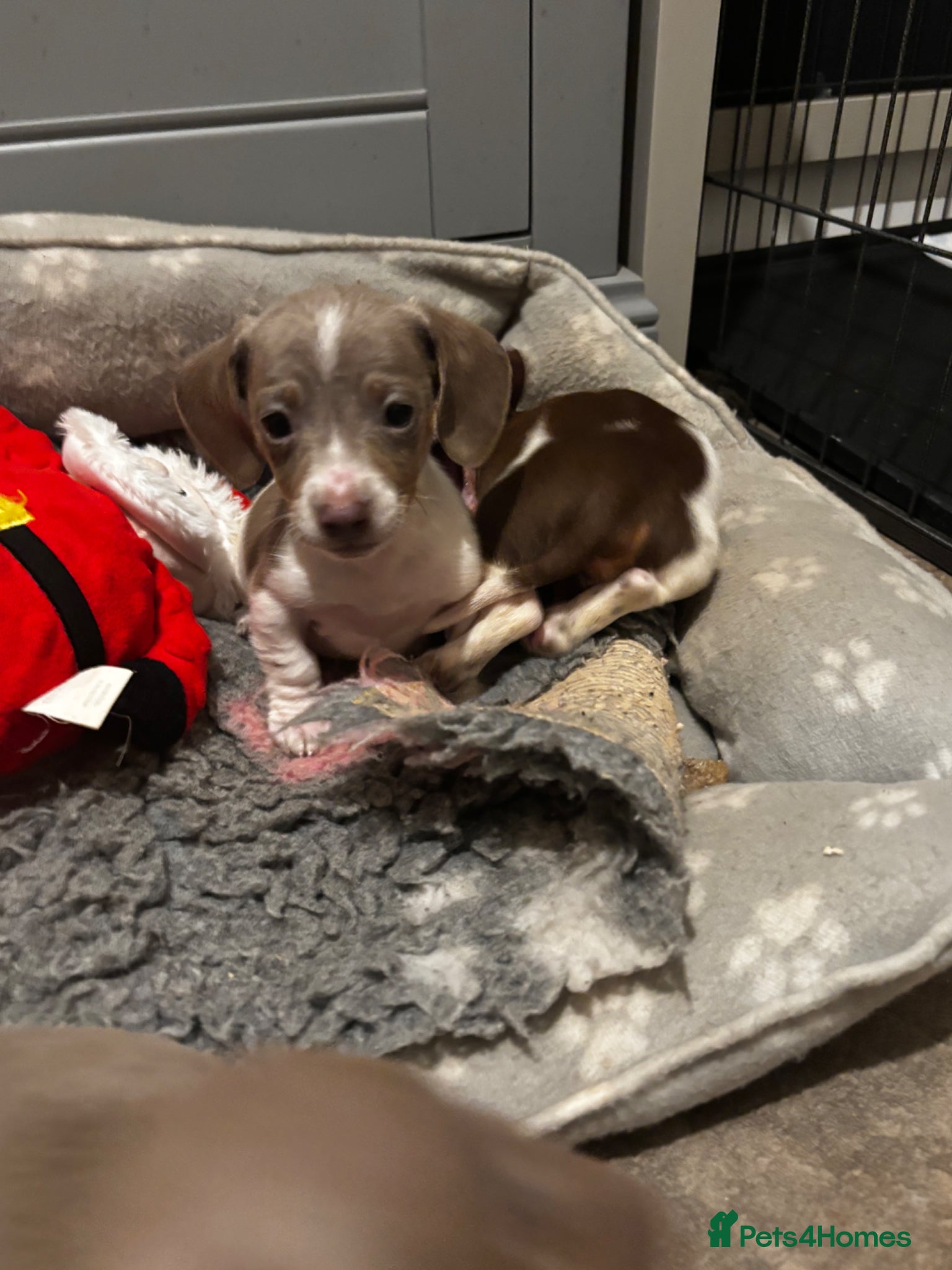 Miniature Dachshund dogs Unusual pied coloured mini dachshunds  - Advert 1