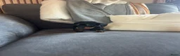 Dachshund dogs for sale: Beautiful dachshund puppies - Advert 4