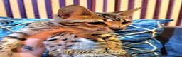Savannah cats for sale: Proven stud and Young adult F3 female on active re - Advert 17