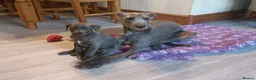 Mixed Breed dogs for sale: Stunning Bedlington Whippet Greyhound Puppies  in Chester - Advert 1