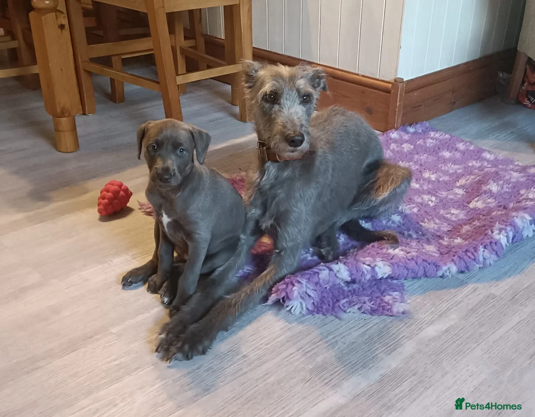 Mixed Breed dogs for sale: Stunning Bedlington Whippet Greyhound Puppies  in Chester - Advert 1
