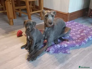 Mixed Breed dogs Stunning Bedlington Whippet Greyhound Puppies in Chester - Advert 4