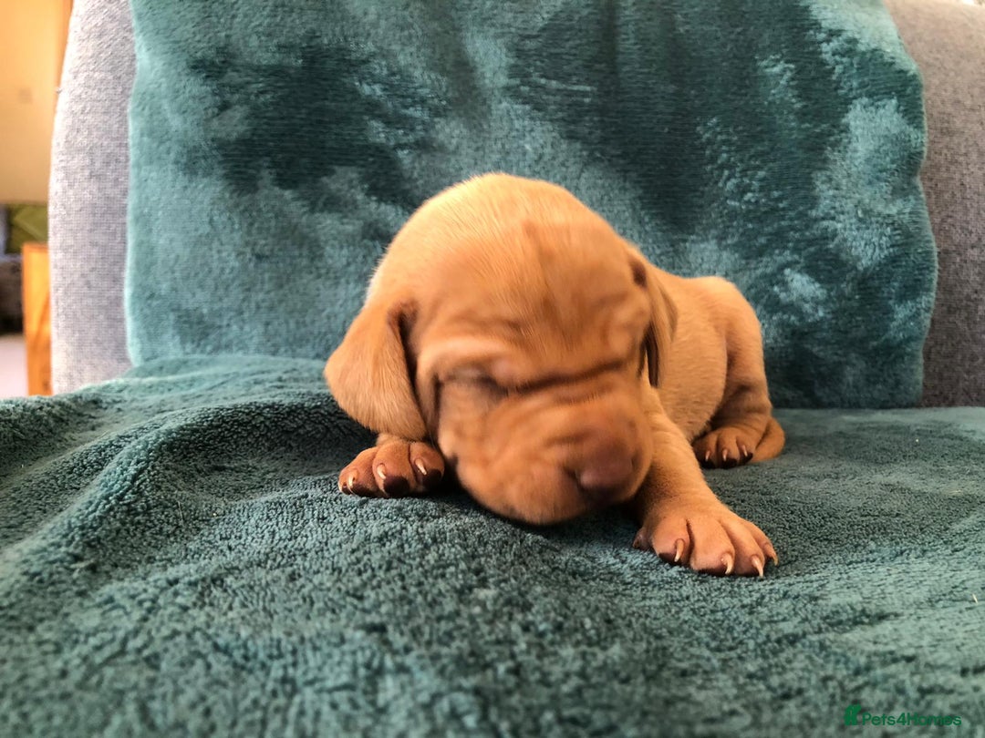 Hungarian Vizsla dogs for sale: Playfull and cheeky hungarian vizsla puppies  - Advert 18