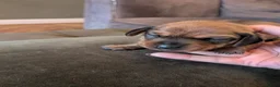 Miniature Dachshund dogs for sale: Beautiful Miniature Dachshund Puppies   - Advert 35