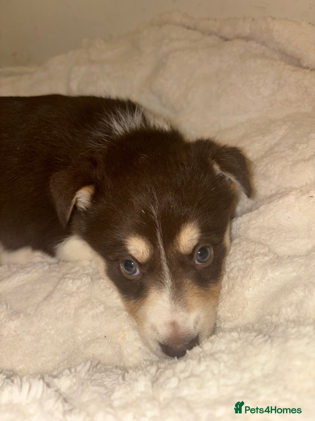Mixed Breed dogs for sale: Beautiful Husky x Australian Shepherd Puppies - Advert 5