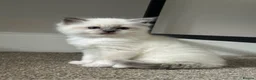 Ragdoll cats for sale: 💗 One BLUE - MITTED Female left - Pure Ragdoll - Advert 7