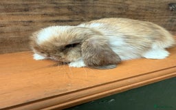 Mini Lop rabbits for sale: MINI LOP BUNNIES PEDIGREE  - Image 37